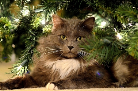 I'm your gift - craciun, cat, green, animal, tree, pisica, christmas