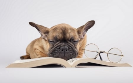 Tired - glasses, funny, book, white, caine, sleep, dog, tired, animal