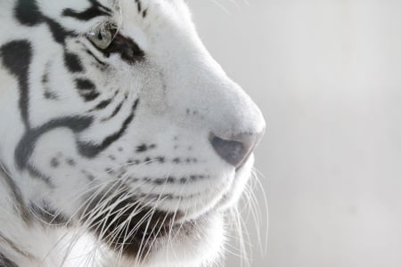 White tiger - white, face, animal, tiger