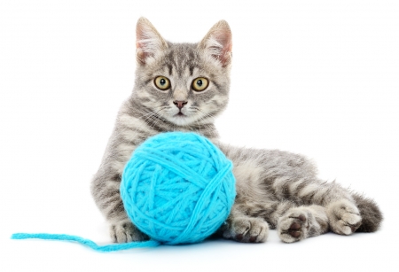 Kitten - blue, ball, cat, woll, pisica, white, animal, kitten, cute