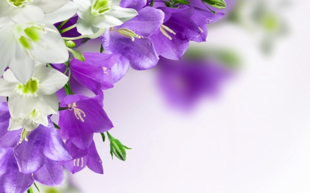 Campanulas - white, purple, texture, campanula, flower