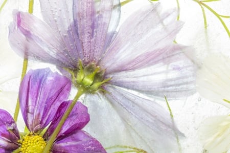 Flowers - white, flower, pink, water, texture, cosmos