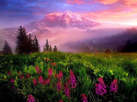 Mountain trail - flowers, clouds, mountain, mist