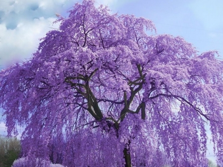 Beauty in mauve - branches, colors, tree, mauve