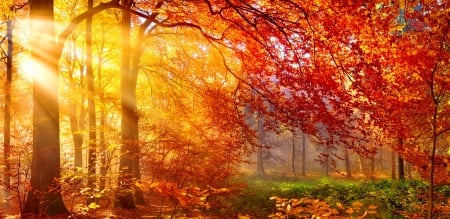 Autumn sun rays - forest, fall, glow, rays, beautiful, sun, branches, morning, sunlight, golden, trees, colors, park, sunshine, autumn