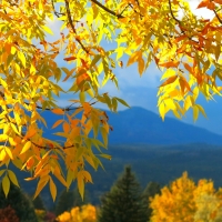 Golden Autumn Branches