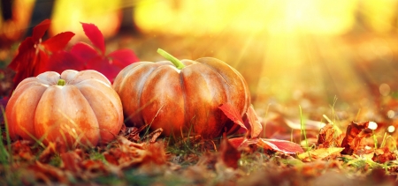 Halloween pumpkins - fall, rays, autumn, pimpkins, halloween, grass, leaves