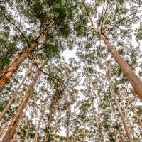 Beautiful Forest Trees