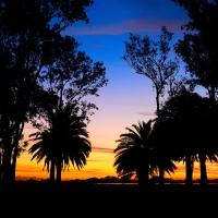 Lagoon Palm Trees Sunset