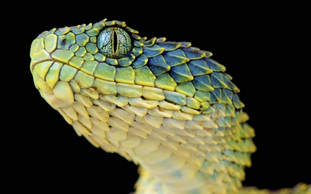 Bush Viper - Bush Viper, snake, wild, viper