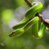 Green Tree Snake