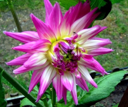 Beautiful Dahlia - flowers, petals, nature, dahlia