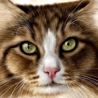 Cat in Art