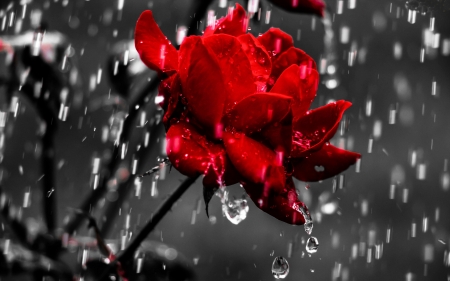 Red Rose - Rose, pretty, Drop, Flower