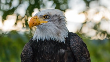 Bald Eagle - raptor, portrait, head, resting