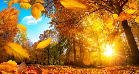 Fall foliage - sunlight, trees, beautiful, sunshine, leaves, fall, glow, season, rays, autumn, golden, foliage, sun, sky, park