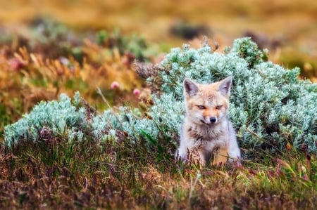 Little Fox - predator, autumn, landscape, pup