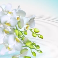 Ripple of White Orchids