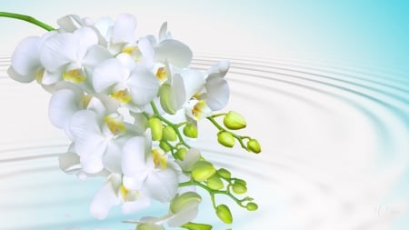 Ripple of White Orchids - flowers, delicate, water, exotic, orchids, pale, ripples