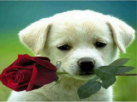 For you - cute, rose, puppy, red