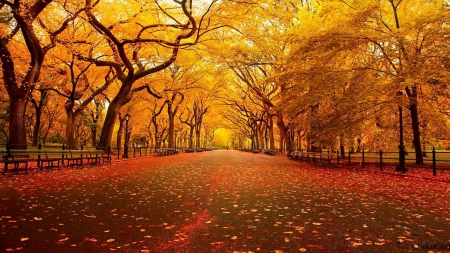 The walk - leaves, trees, walk, autumn