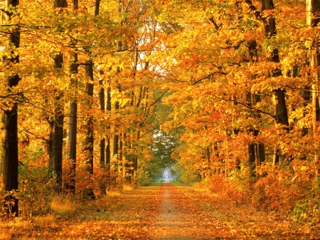 Dressed in beauty - fall, trees, orange, autumn