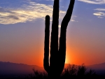 Cactus Sunrise