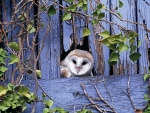 Cute owl hidden