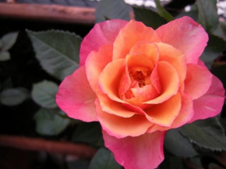 Pink Blossom - nature, macro, rose, flower, petals, pink