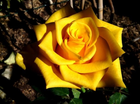 Yellow Beauty - nature, macro, yellow, petals, rose, flower