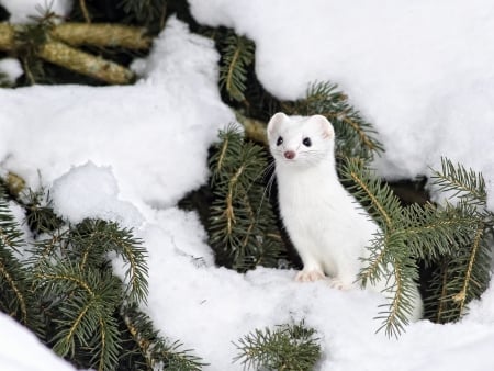 Ermine - ermine, white, animal, winter, green, snow