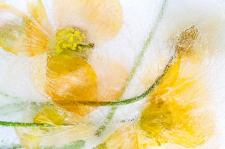 Flowers - white, flower, water, yellow, texture