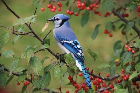 Blue jay - red, berry, bird, blue jay, gaita, pasare, fruit, autumn, green