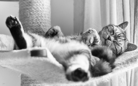 Funny cat - white, pisica, animal, funny, black, cat, bw, sleep