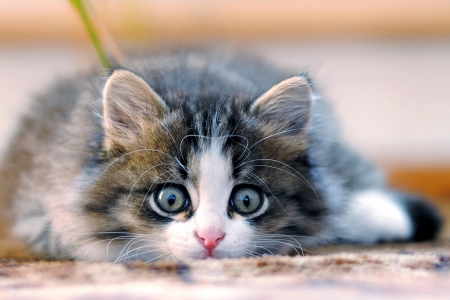 Kitten - animal, pisica, kitten, funny, cute, eyes, face, cat