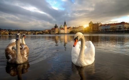 Swans in Prague - clouds, bridge, sunset, buildings, czech rep