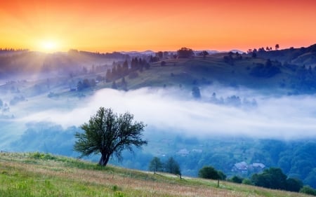 Misty Sunset - sky, tree, mountains, sun