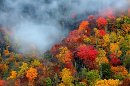 Pigeon Forge, Smoky Mountains, Tennessee - season, fall, trees, colors, mist