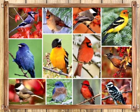 Songbirds F - Western Tanager, bird, avian, Cardinals, Oriole, photo, wide screen, Indigo Bunting, Bluebird, animal, Vermilion Flycatcher, Chickadees, Downy Woodpecker, beautiful, photography, Blue Jay, Robin, wildlife