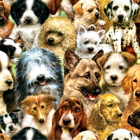 Dog Collage F