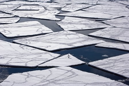 lonely penguin - ice, penguin, lonely, sea