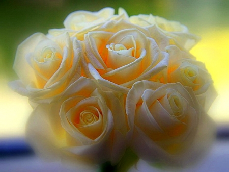 Soft beauty - flowers, yellow, roses, beauty