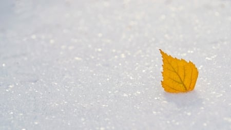 Alone - snow, winter, nature, leaf