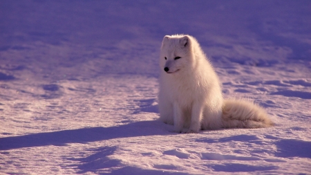 Fox - animal, winter, fox, snow