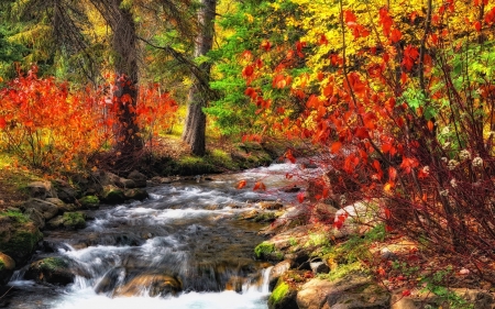 Forest Falls - fall, nature, stream, forest, foliage