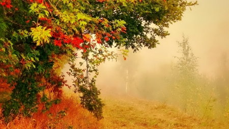 Tree in Foggy Autumn Forest - trees, nature, fog, autumn, forest, foliage