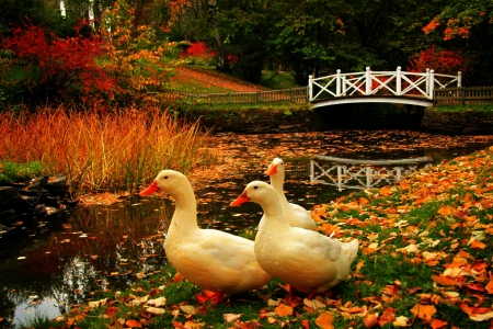 Autumn Morning Walk - hill, autumn, fence, trees, water, plants, creek, ducks, fall, leaves, bridge