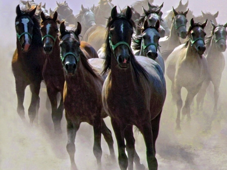 STAMPEDE - horses, dust, running, stampede