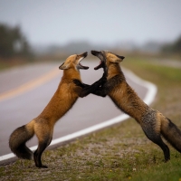 Squabbling foxes