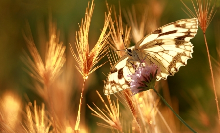 Pretty Butterfly - animal, butterfly, pretty, photo